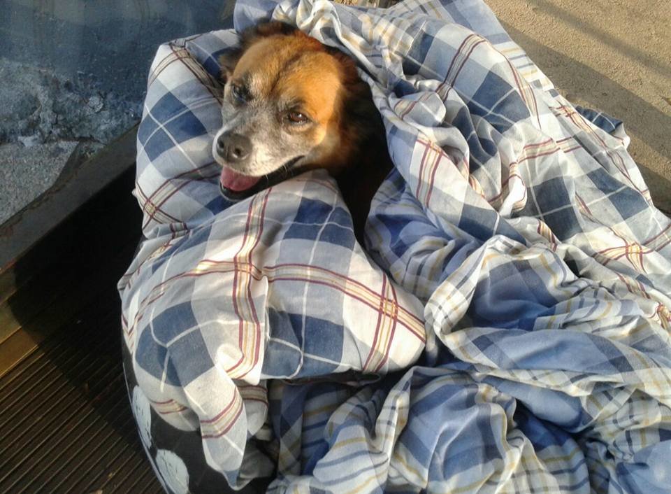 Illustration de l'article : Une station de bus accueille des chiens errants en période de froid
